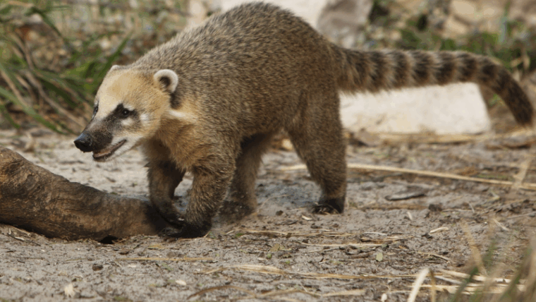 coati