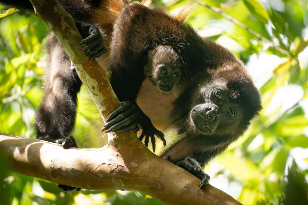 Howler Monkey