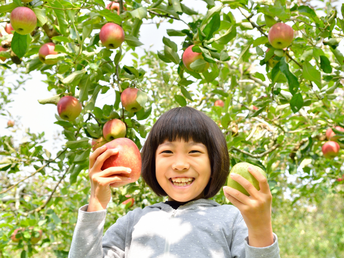 Apple picking